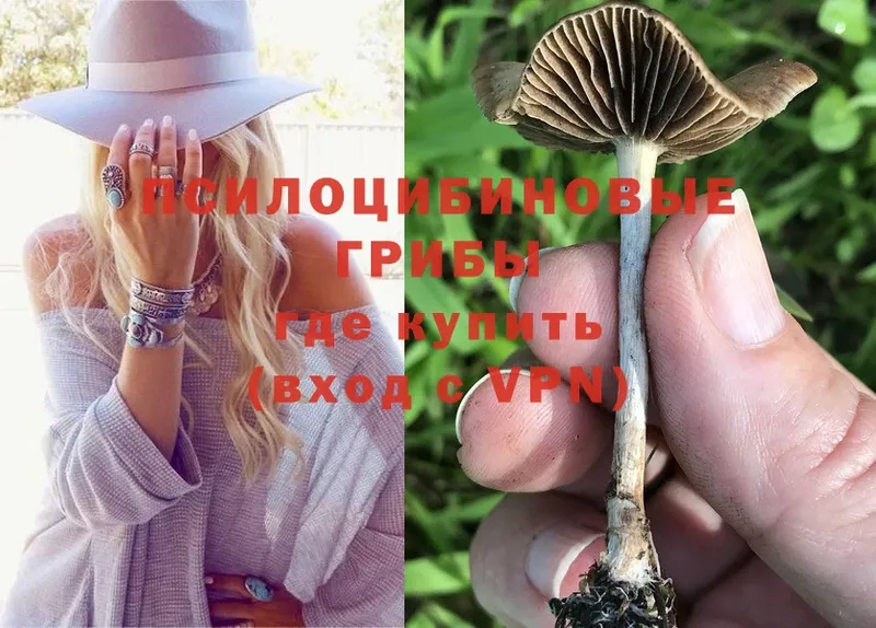 купить наркоту  Абинск  Псилоцибиновые грибы Psilocybine cubensis 